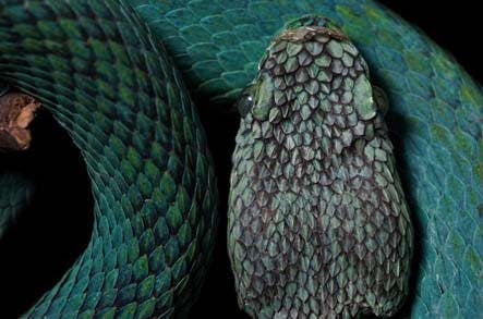 Blue Vipers, Endangered Frogs, And Threatened Birds Protected By New Guatemalan Reserve