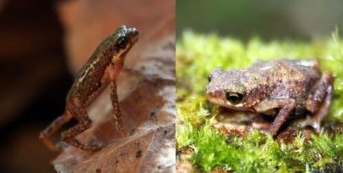 Two Rare Amphibians Lost To Science Re-Discovered In The Philippines