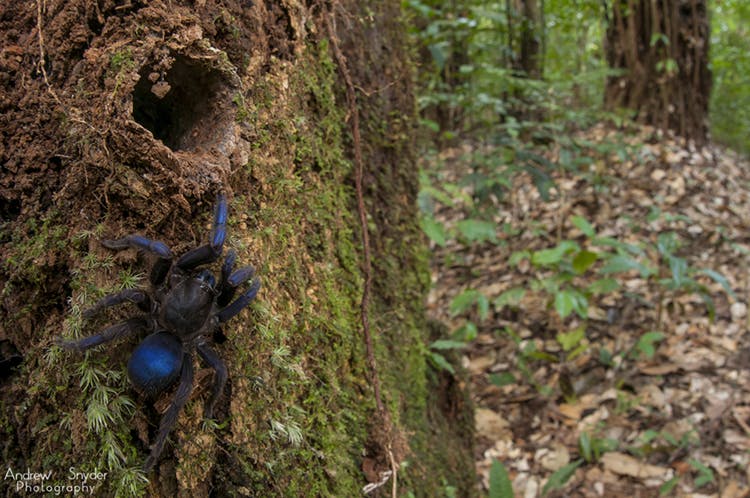 Newly Discovered Blue Tarantula A Beacon For Invertebrate Conservation