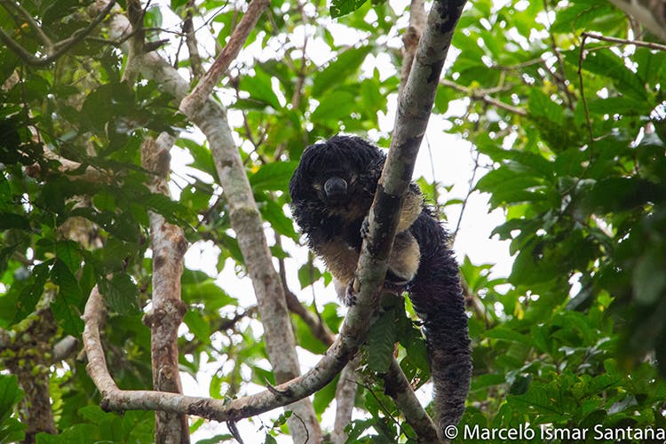Lostcast: Broadcasting the Search for the Lost Saki Monkey