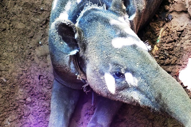 Tapir Tracks Pave Path For Effective Conservation