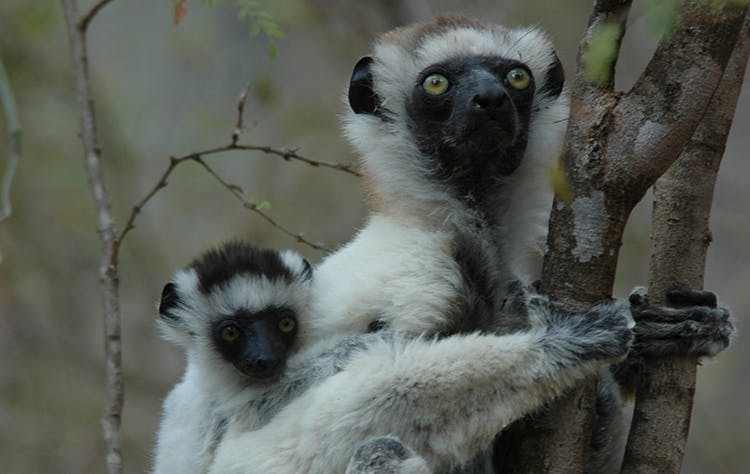 Breaking: 95 Percent Of World’s Lemur Species On Edge Of Extinction