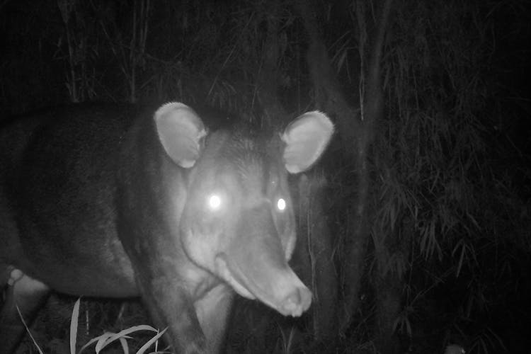 GWC Conservationists Go To Bat In World Series Of Camera Trap Competitions