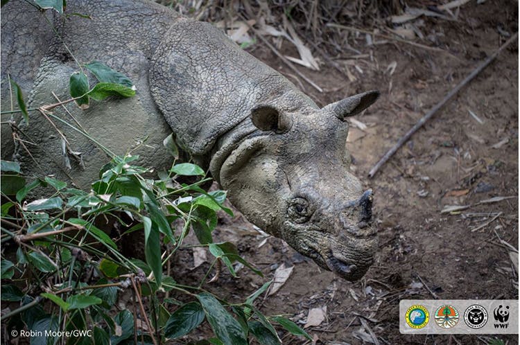 An Extraordinary Encounter With The Rare Javan Rhino