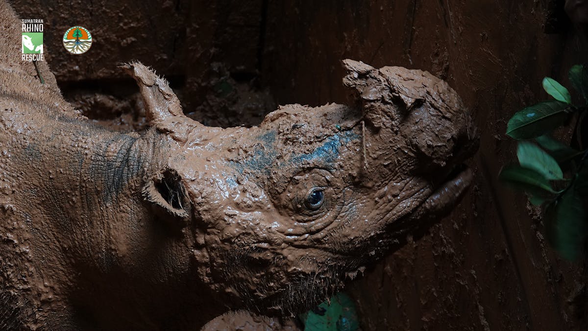 Rescue of Critically Endangered Sumatran Rhino Brings New Hope for the Species