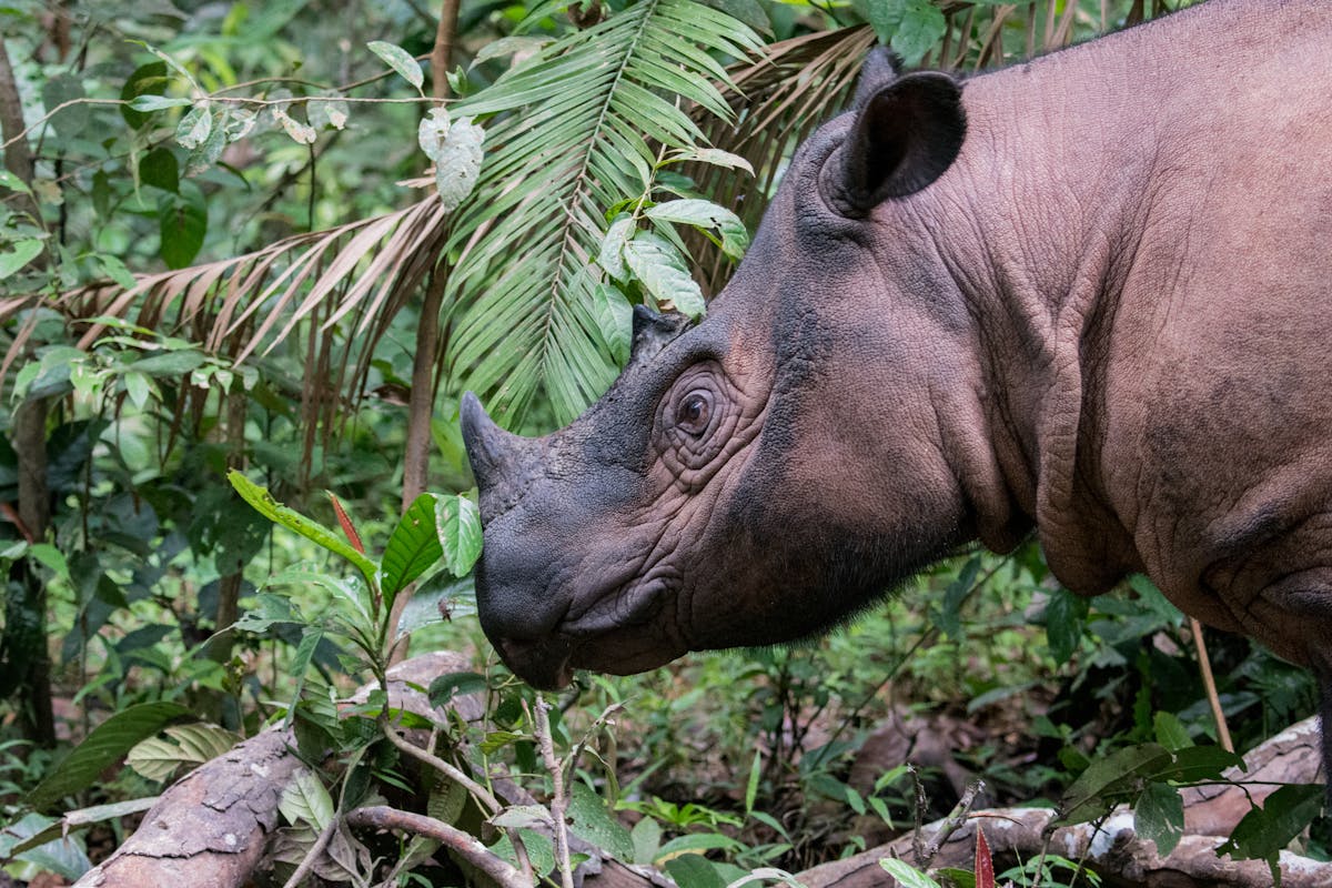 International Conservation Organizations Team Up to Save the Sumatran Rhino
