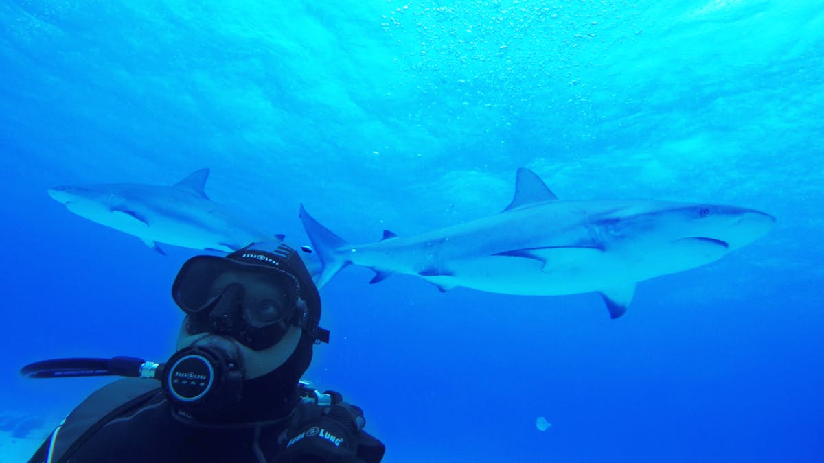 Shark Tank’s Daymond John Announces New Investment: Shark Conservation