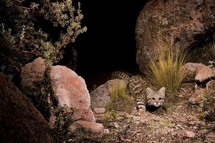 A Q&A With Wild Cat Photographer Sebastian Kennerknecht
