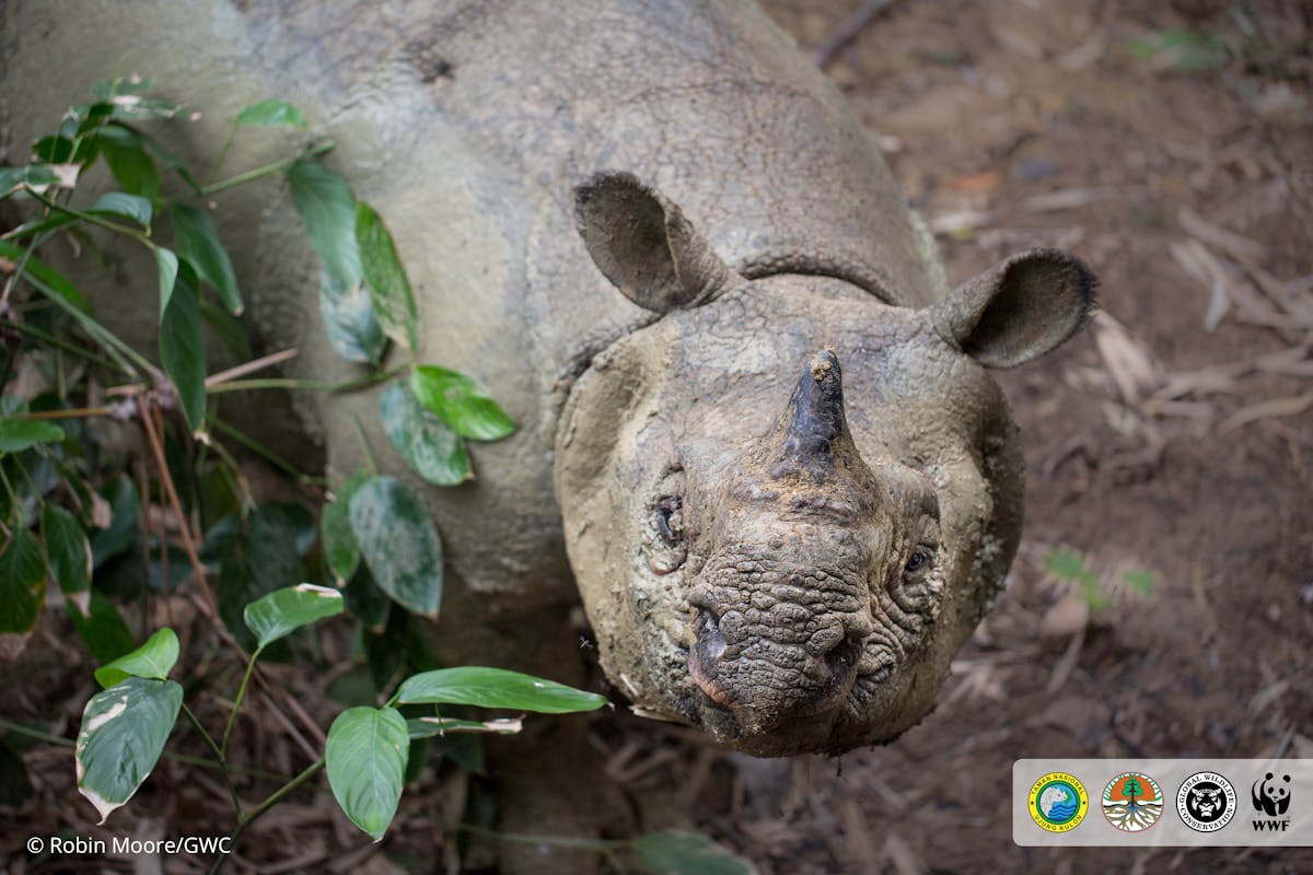Amazing New Footage and Photos of a Javan Rhino—One of the World’s Rarest Animals