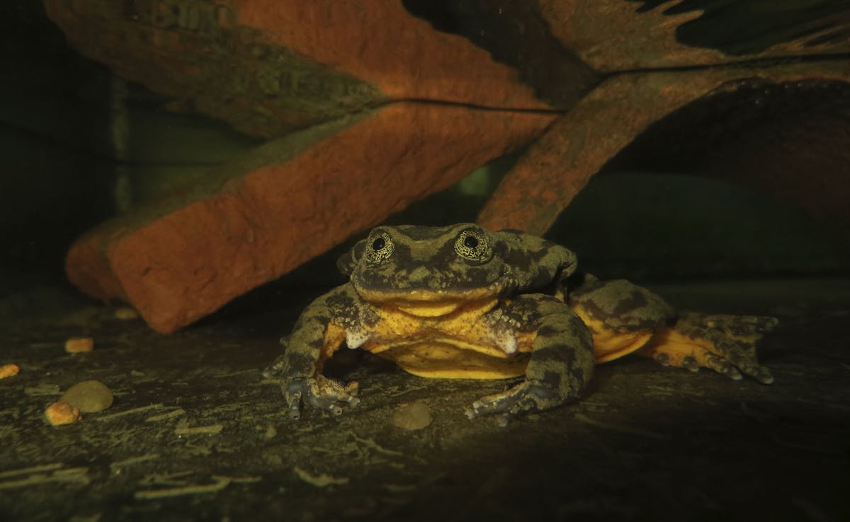 In Search of Juliet: Expeditions Get Underway to Find a Mate for World’s Loneliest Frog
