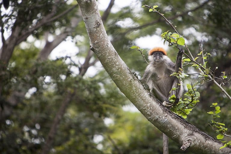 Conservationists Rally Around Ambitious Plan To Save Every Species Of Africa’s Most Threatened Primate Group