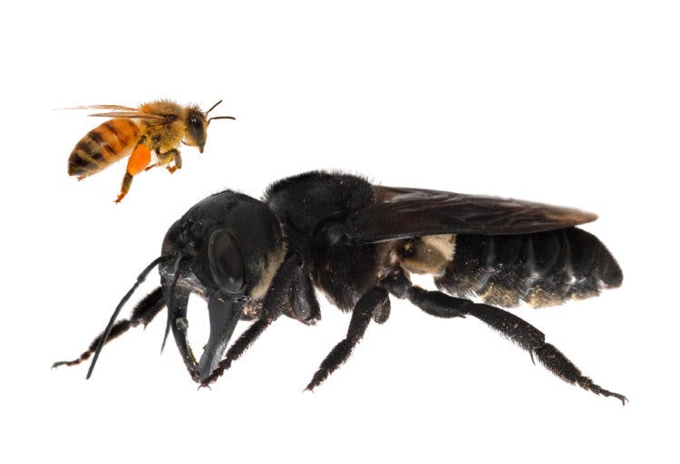 FOUND: World’s Largest Bee—With Giant Jaws—Rediscovered In The Wild After 38 Years Missing
