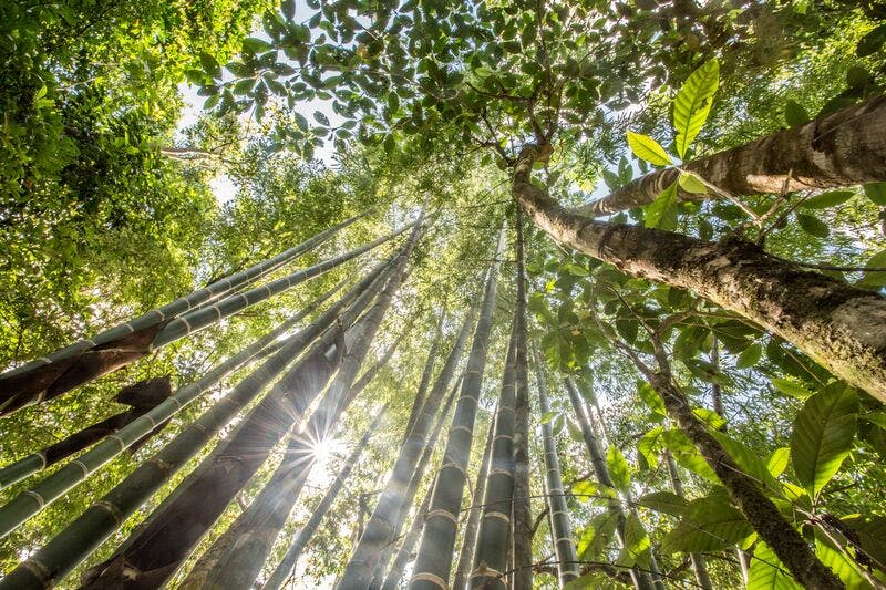 RELEASE: Christie's Will Offer Jonas Wood's ﻿Japanese Garden 3 ﻿(2019) Benefitting Rainforest Conservation