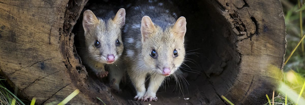 Quoll it a Comeback: A Marsupial Boomerangs Back to Mainland Australia