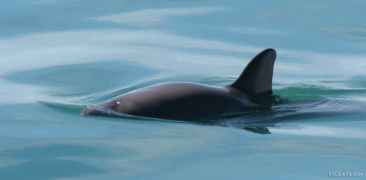 Statement: GWC Saddened By Loss Of Vaquita During Field Operations