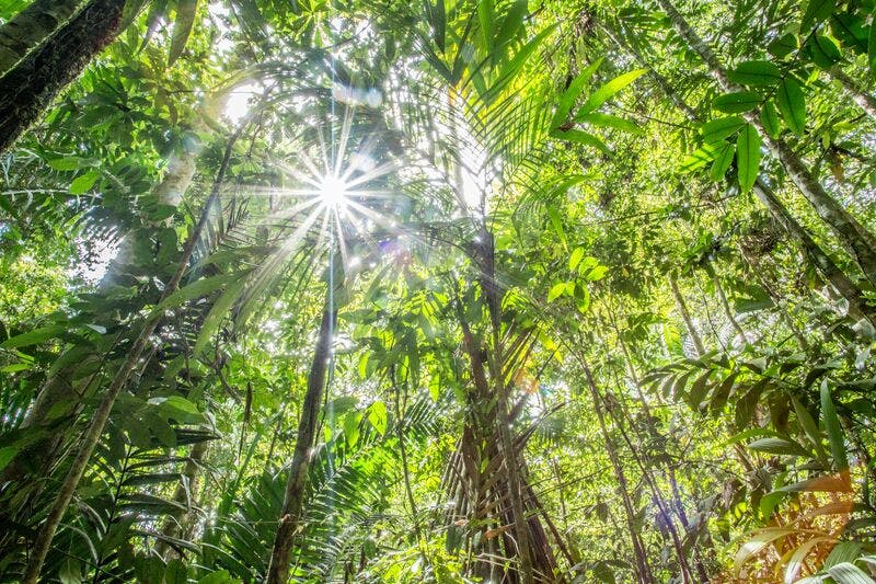 Forests for Life: New Global Partnership Targets Planet’s Great Forests for Urgent Protection