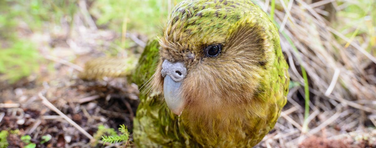 Happy Hatchday: 21 Years of Conservation Success for the Kakapo