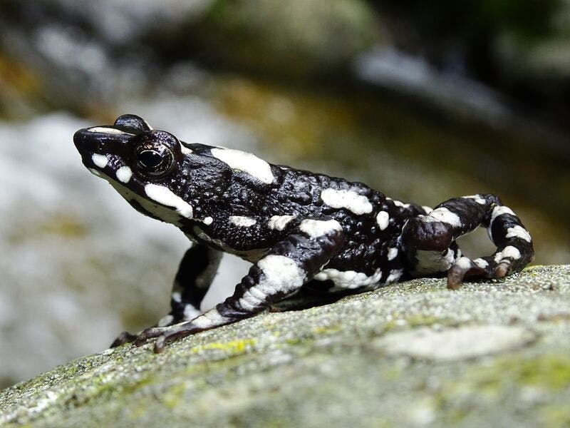 FOUND: Lost Starry Night Harlequin Toad Makes Radiant Return to Science