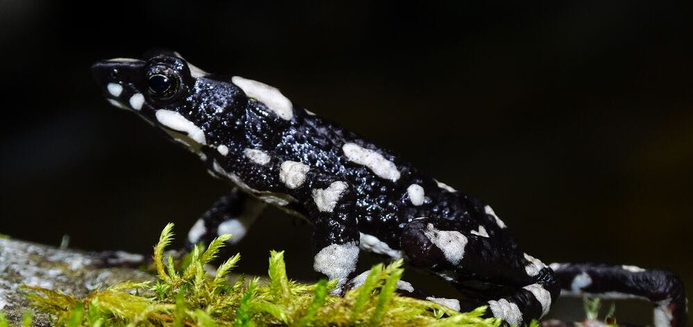 A Bright Future for the Starry Night Harlequin Toad