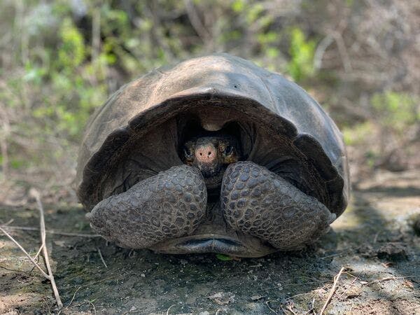 Galapagos Team Embarks on Search for ‘Most Wanted’ Giant Tortoise