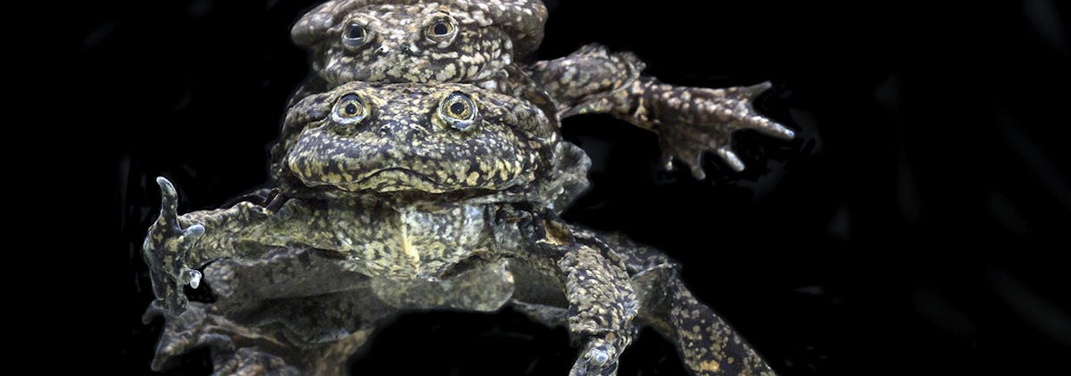 Eight Things You Should Know About Water Frogs