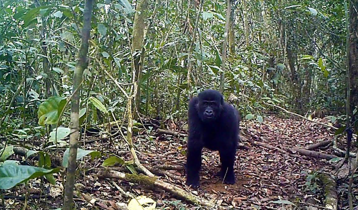 Le Cameroun approuve une concession d'exploitation qui détruira l'habitat des gorilles de la forêt d'Ebo