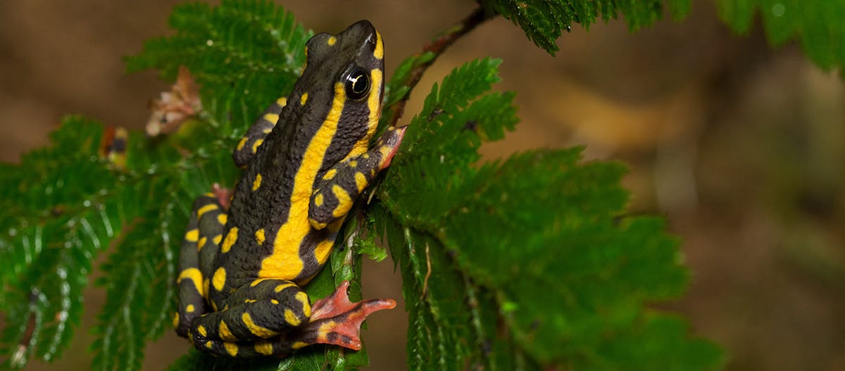 Bolivian Photographer Rediscovers Rare Three-Colored Harlequin Toad