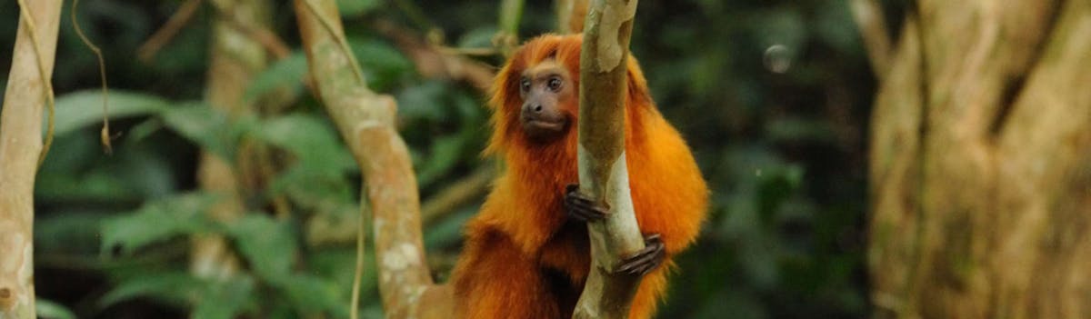 Reflections on the Golden Lion Tamarin