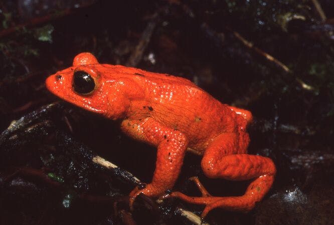 Chasing Hope for Costa Rica’s Golden Toad