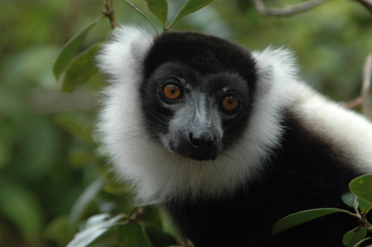 Conservationists Mobilize to Help Endangered Lemurs in Madagascar Through the Pandemic and Beyond