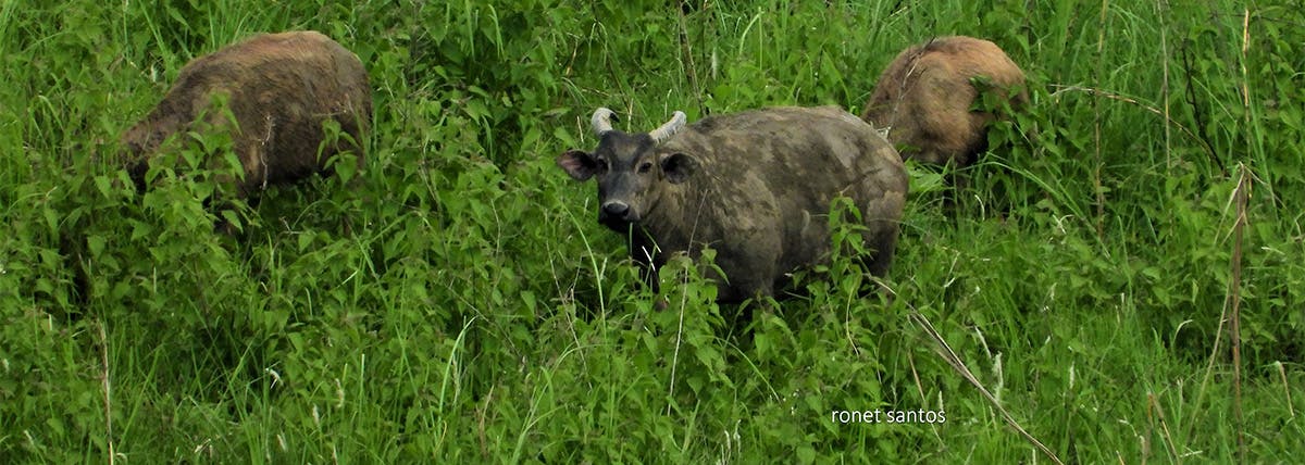 Conserving Endangered Wildlife in the Lands of Indigenous People: A Story of the Tamaraw and the Tau-Buid