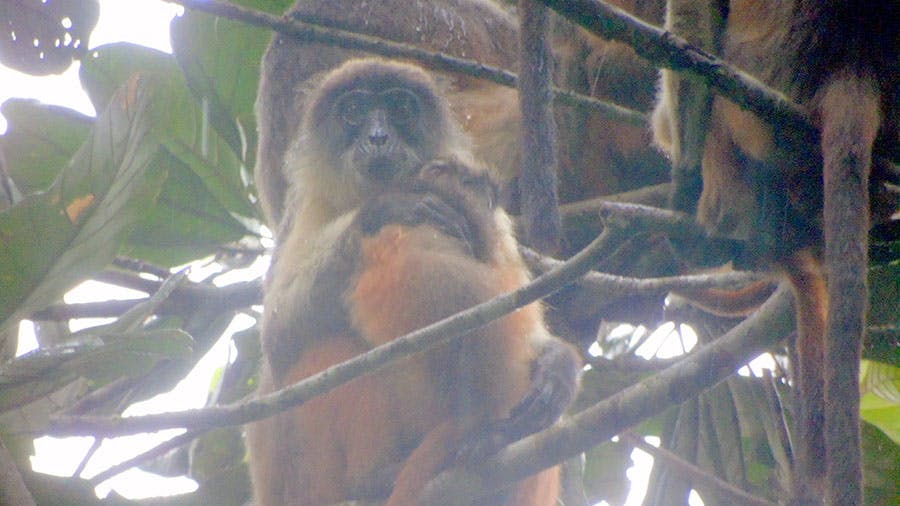 New Community Conservancy Created in Nigeria to Protect Critically Endangered Red Colobus Monkey