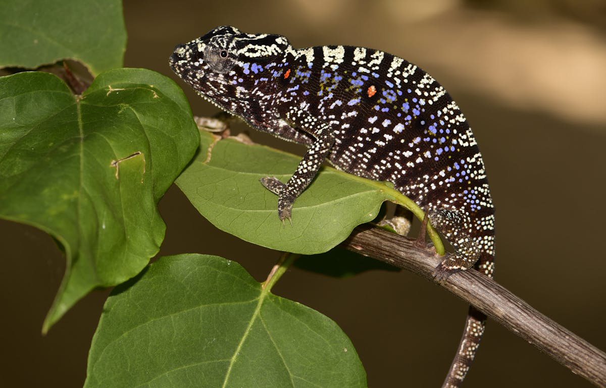 FOUND: Rediscovery of Lost Chameleon Reveals Reptile’s (Spectacular) True Colors