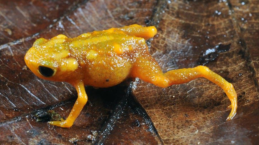 This Tiny Lost Frog is an Unexpected Success Story