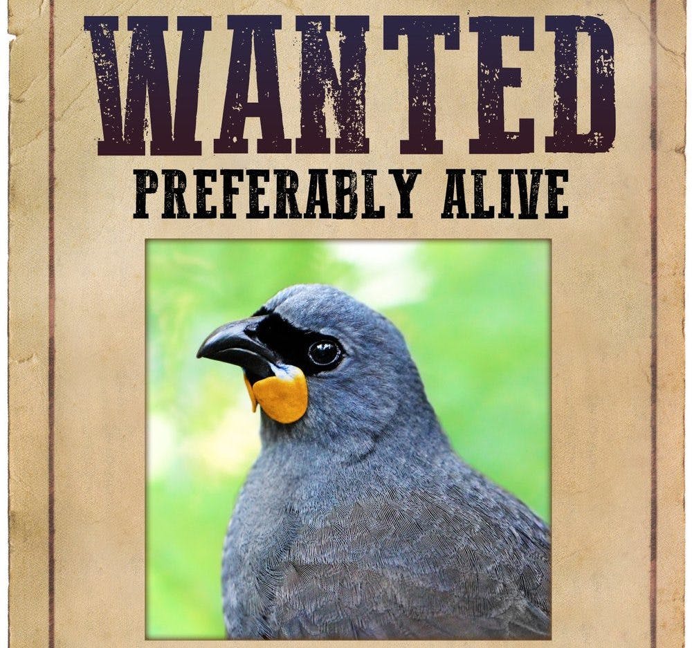 Wanted: Bird With an Orange Wattle, Extraordinary Call, and Aura of Mystery