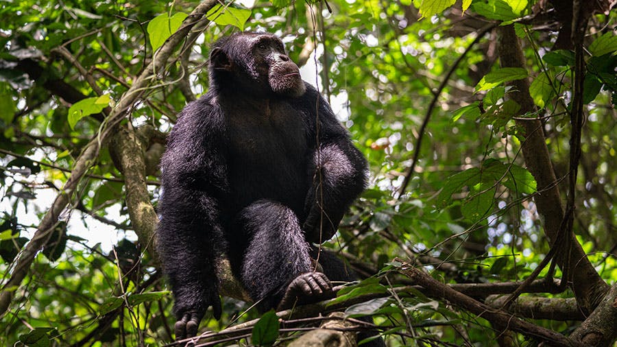 A New Western Chimpanzee Action Plan Digs Deeper Into the Reasons Behind the Great Apes’ Dramatic Decline