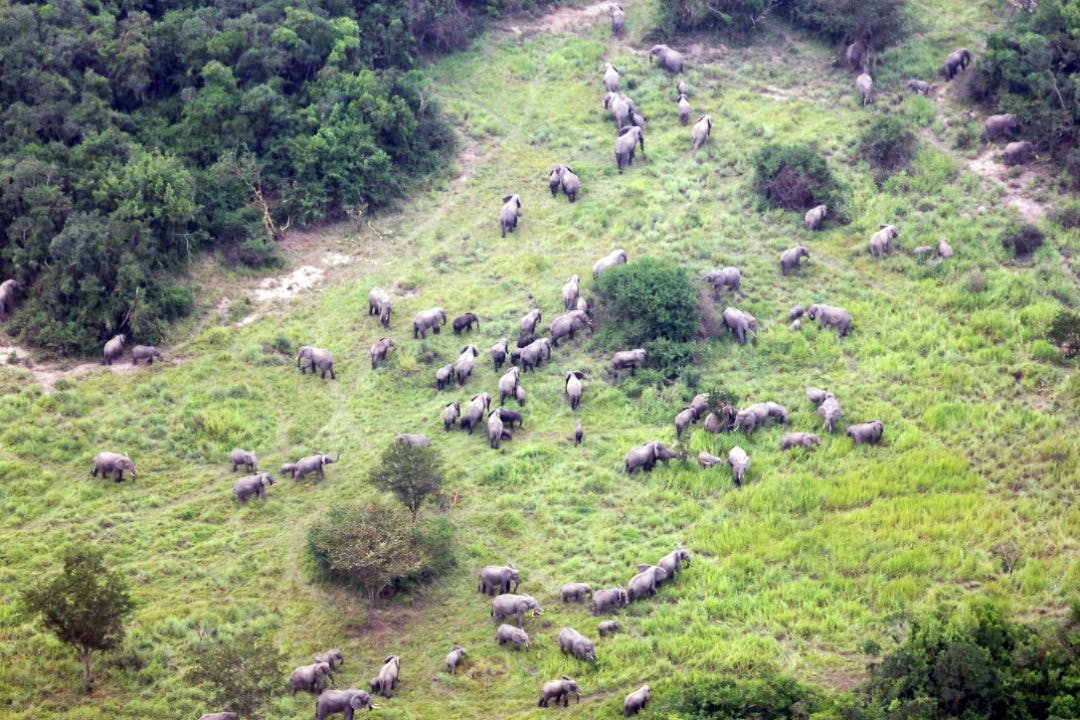Savanna Elephants Return, Gloriously, to Virunga National Park In Unprecedented Numbers