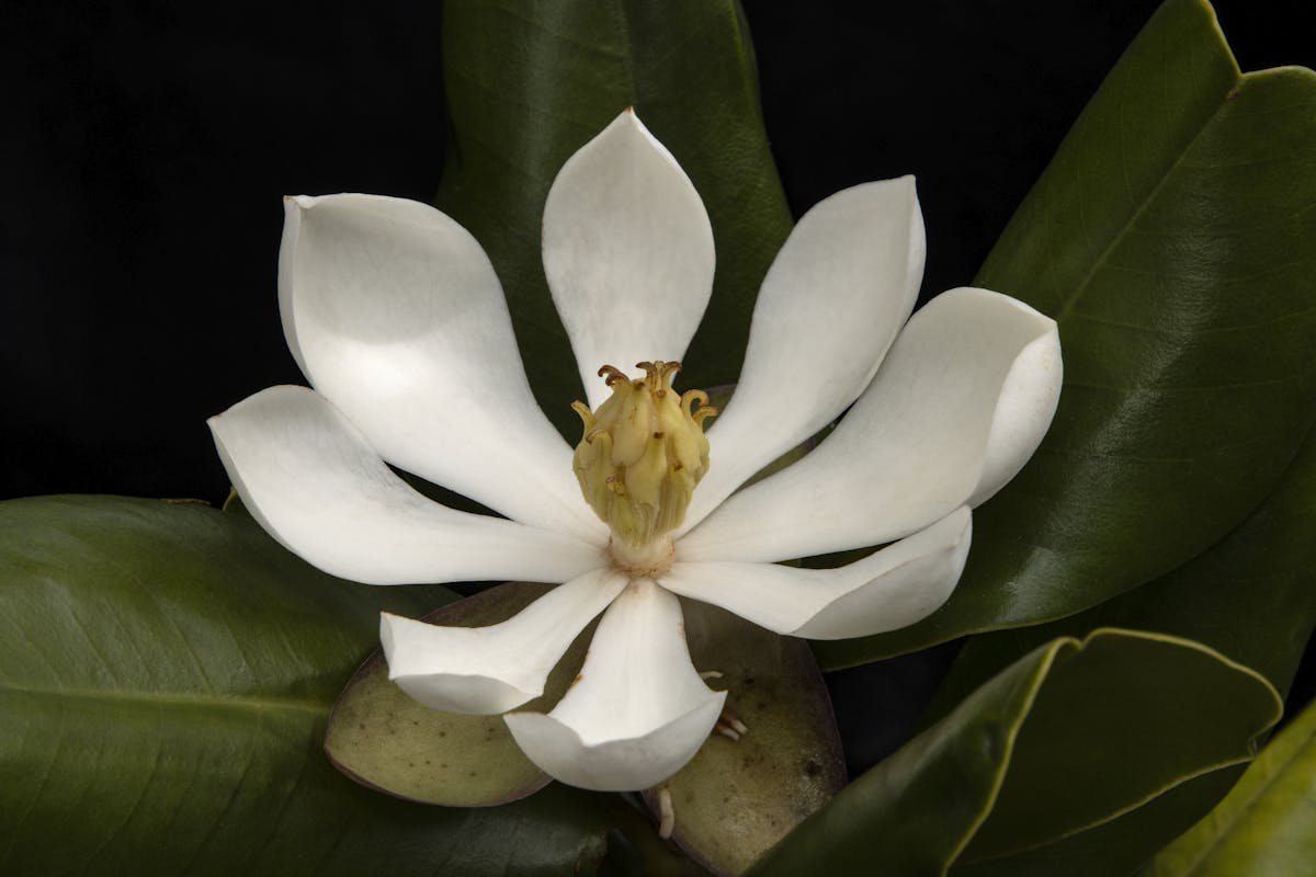 Rediscovered magnolia tree spurs hope in Haiti, where just 1 percent of the country's original forests remain