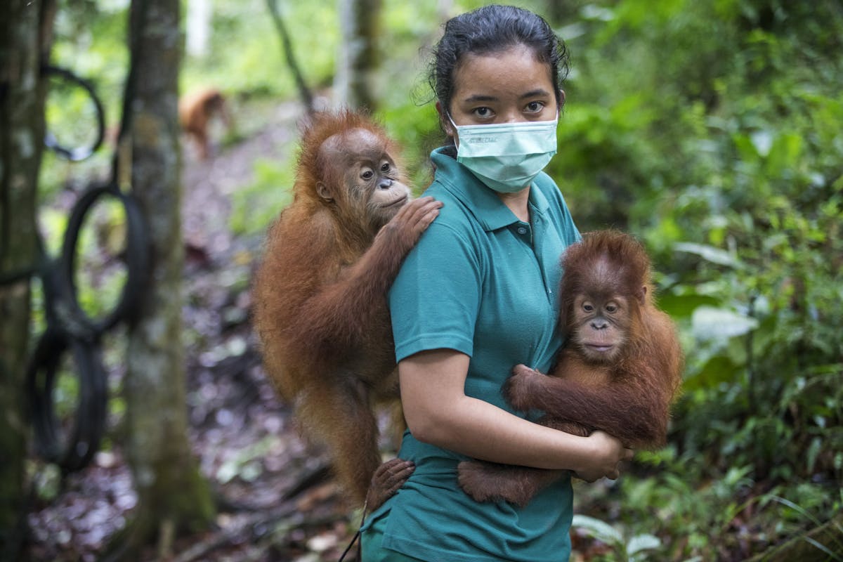 Animal handler Yanti Tarigan carrying Sumatran Orangutan babies to the forest school as part of the Sumatran Orangutan Conservation Program. (Photo by Kike Arnal/Arcus Foundation)