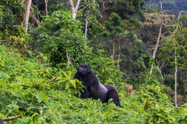 Kighoma, rescued Eastern Lowland Gorilla at GRACE Gorillas.