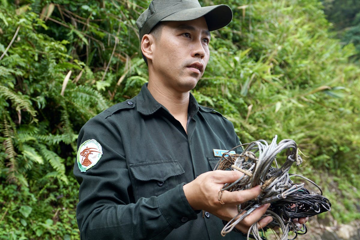 Pressure from poaching and wire snares in Vietnam is so high many of the forests are eerily silent: "empty forest" is a term used to describe a forest that is structurally intact, but has very few animals left in it. Photo by Milo Putnam.