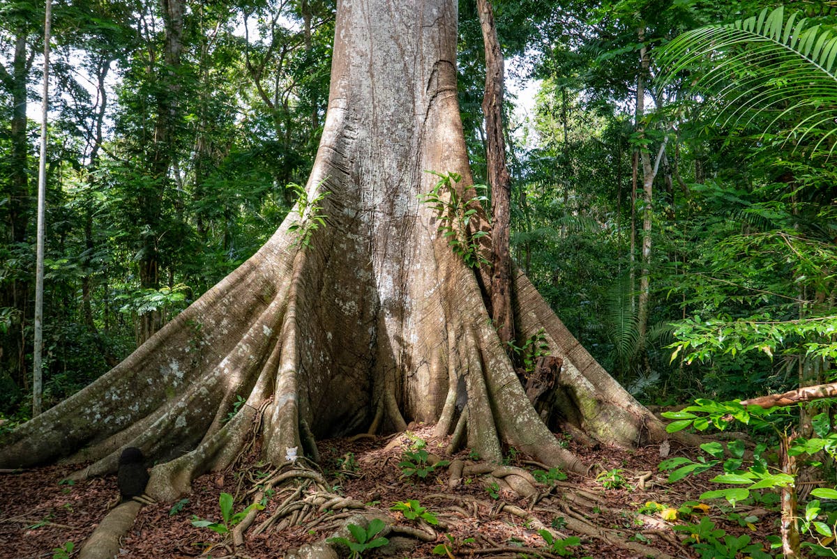 Amazon - tree