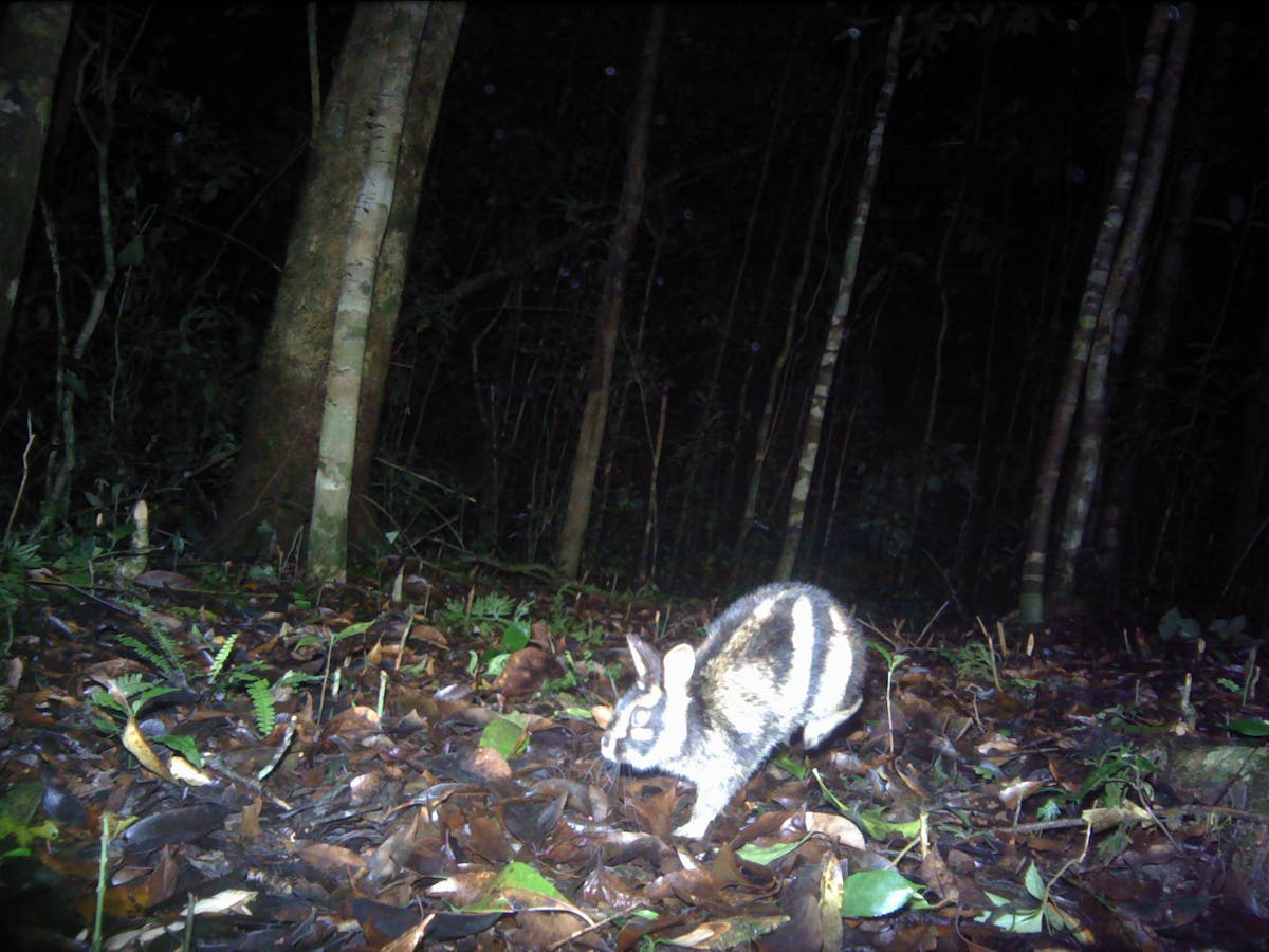 Endangered rabbit spotted in Vietnam’s Southern Annamite mountains