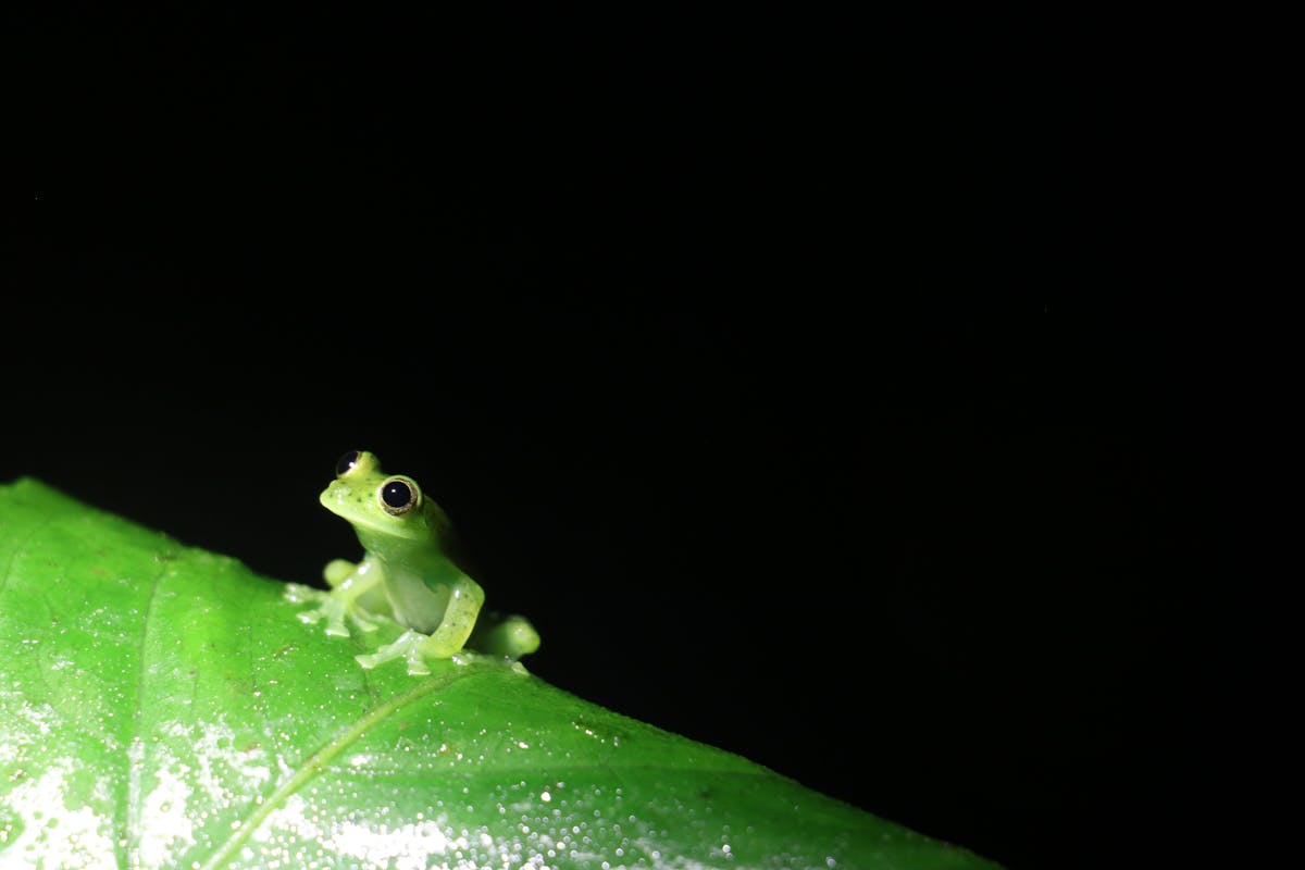 The Emerald Glass Frog (Espadarana prosoblepon) has seen local declines around Monteverde. This Emerald Glass Frog was encountered as the team made their way back down the mountain after night had fallen. (Photo by Kyle & Trevor Ritland)
