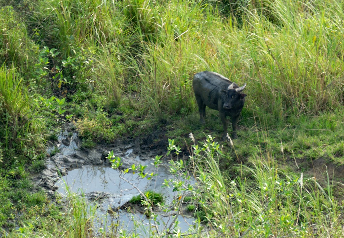 A Tamaraw in Mts. Iglit-Baco Natural Park. (Photo courtesy of DAF)