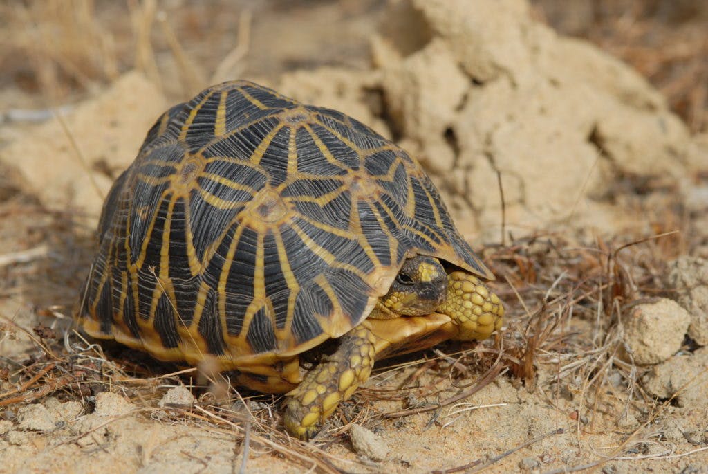 Geometric Tortoise in its natural habitat in South Africa (Photo by Peter Paul van Dijk)

