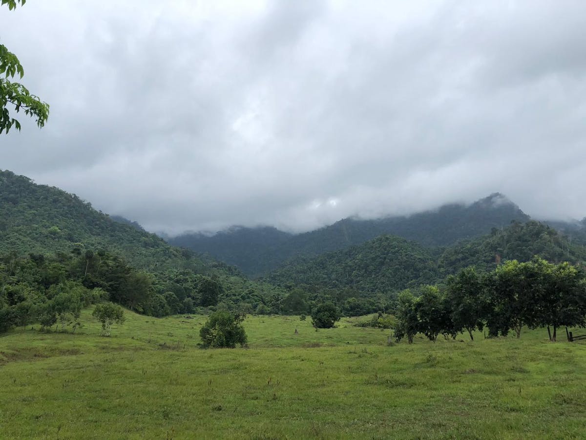 Lowland forest in Colombia where an expedition team will be looking for the Sinú Parakeet that hasn’t been seen since 1949. (Photo courtesy of Hugo Herrera Gomez)