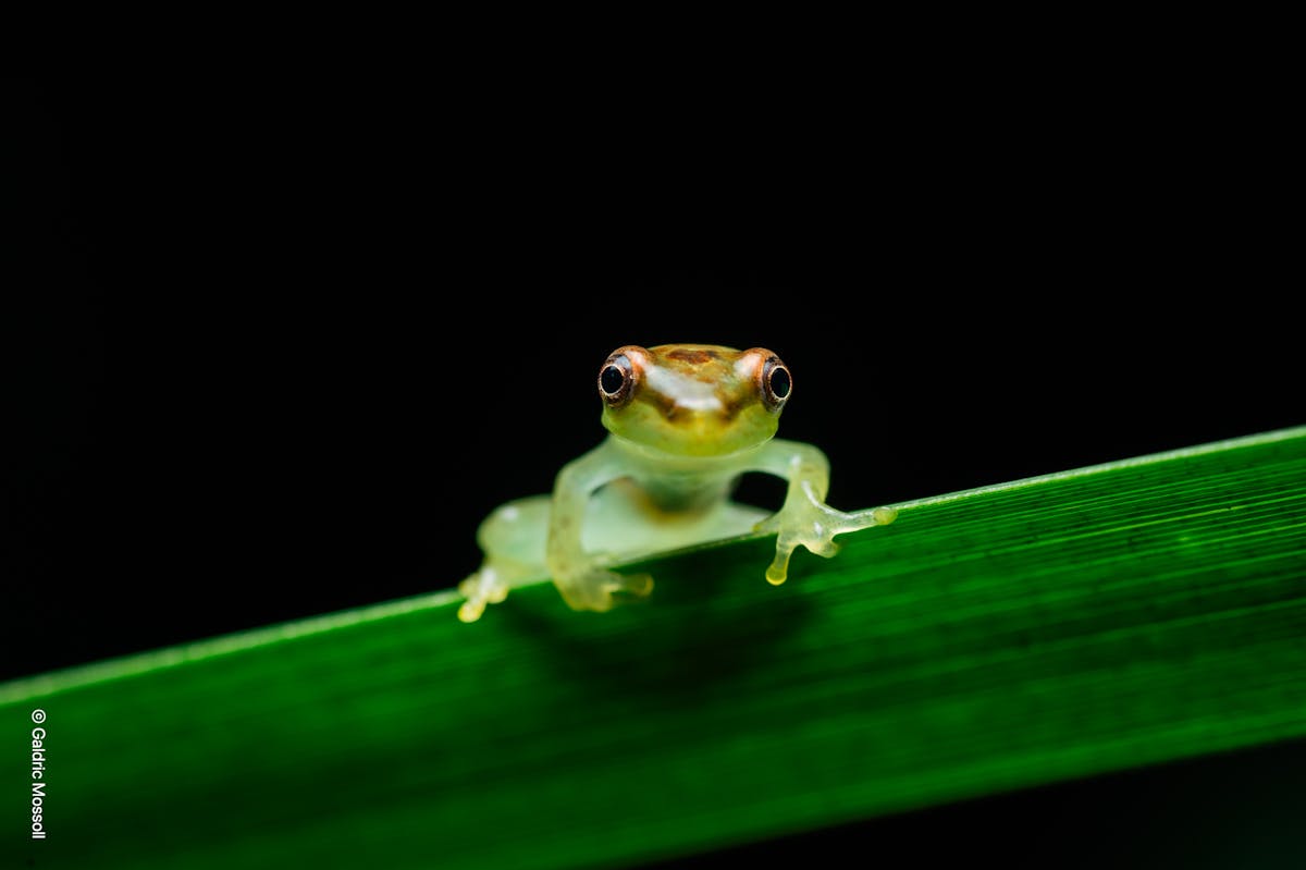 The Tapir Valley Tree Frog (Tlalocohyla celeste) discovered by Costa Rican naturalist and co-owner of Tapir Valley Nature Reserve, Donal Varela Soto.  