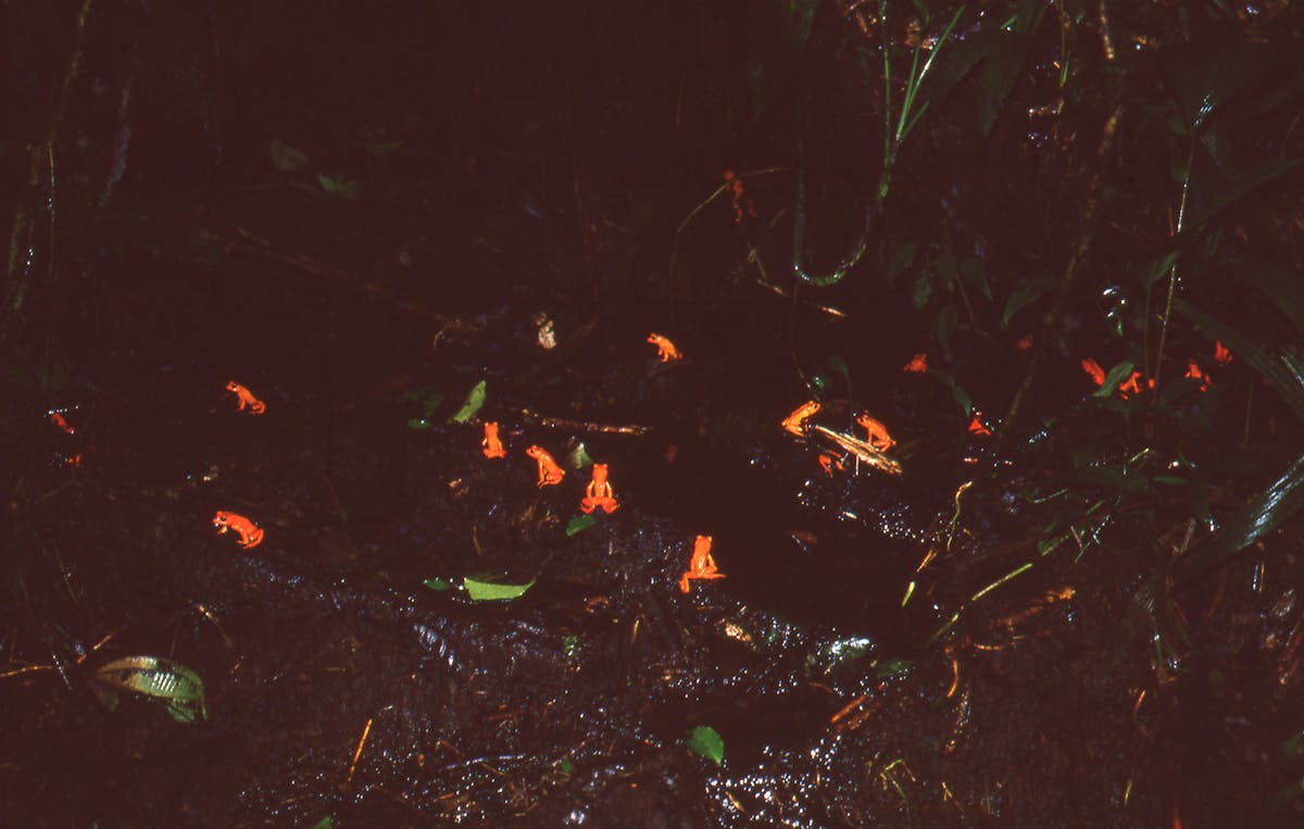 Golden Toads in Monteverde, Costa Rica. (Photo by Marty Crump)