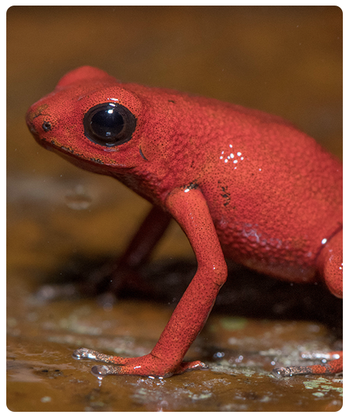 Dotted Poison Frog. Photo by Carlos Bran.